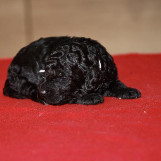 chiot Caniche Elevage zadatis  caniche , teckel