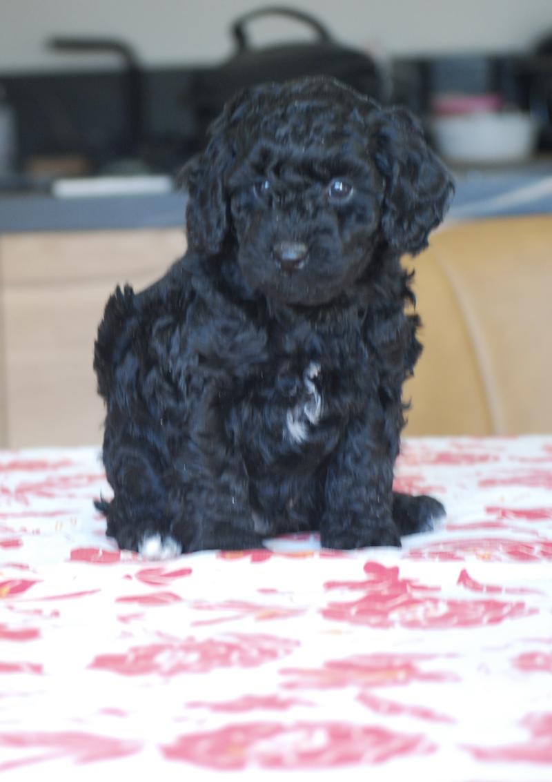 ZADATIS BRASSENS Mâle Caniche