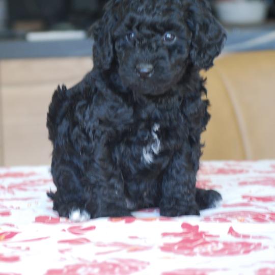 ZADATIS BRASSENS Mâle Caniche