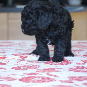 chiot Caniche Noir et blanc BRASSENS Elevage zadatis  caniche , teckel