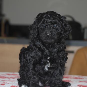 chiot Caniche Noir et blanc BRASSENS Elevage zadatis  caniche , teckel