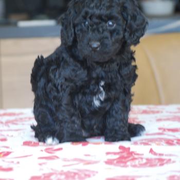 chiot Caniche Noir et blanc BRASSENS Elevage zadatis  caniche , teckel