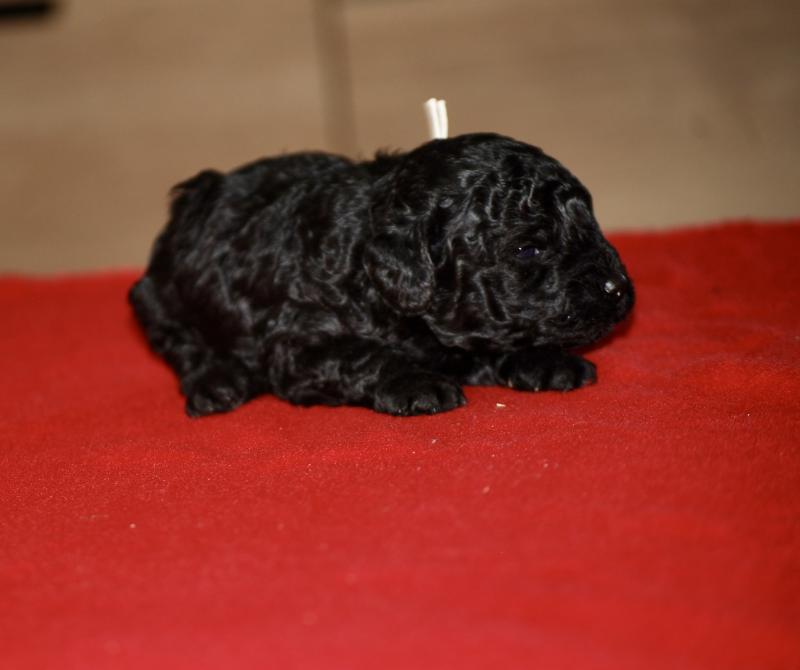 ZADATIS Brigand Mâle Caniche