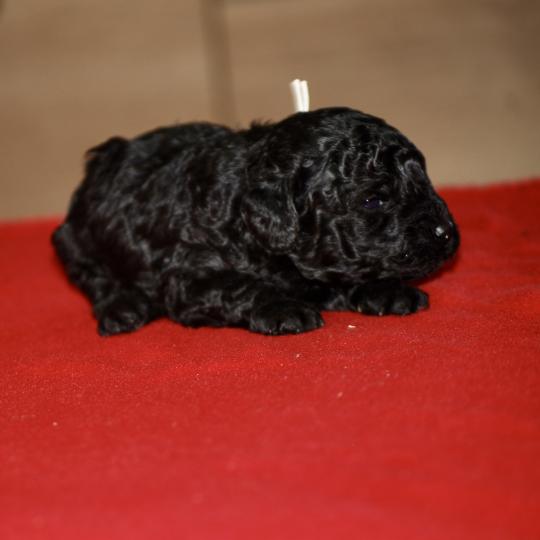 chiot Caniche Noir Elevage zadatis  caniche , teckel