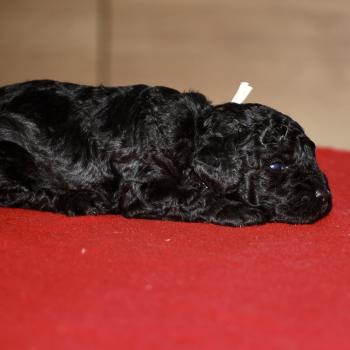 chiot Caniche Noir Elevage zadatis  caniche , teckel