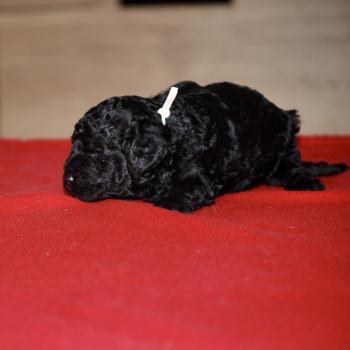 chiot Caniche Noir Elevage zadatis  caniche , teckel