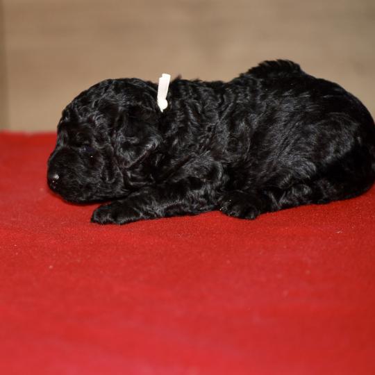 chiot Caniche Noir Elevage zadatis  caniche , teckel