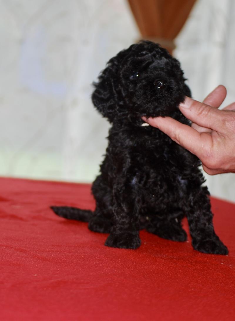 ZADATIS Brigand Mâle Caniche