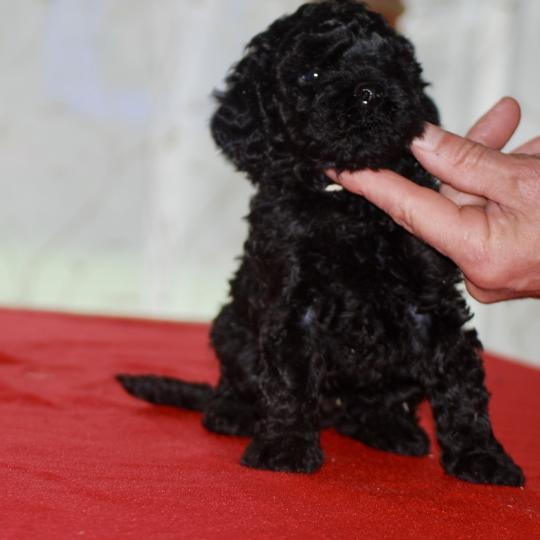 ZADATIS Brigand Mâle Caniche