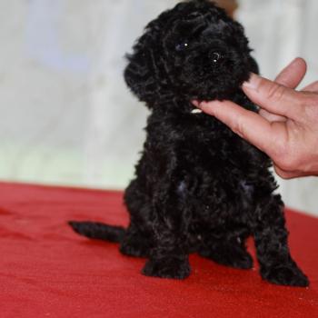 chiot Caniche Noir Brigand Elevage zadatis  caniche , teckel