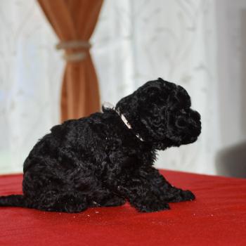 chiot Caniche Noir Brigand Elevage zadatis  caniche , teckel