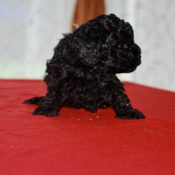 chiot Caniche Noir Brigand Elevage zadatis  caniche , teckel