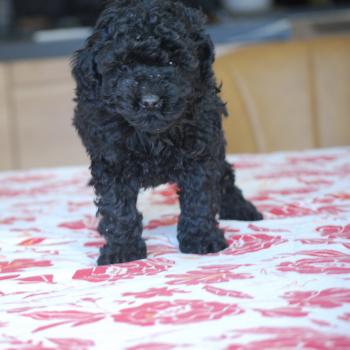 chiot Caniche Noir Brigand Elevage zadatis  caniche , teckel