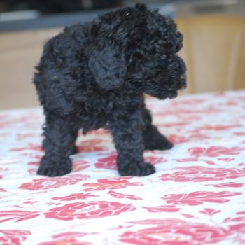 chiot Caniche Noir Brigand Elevage zadatis  caniche , teckel