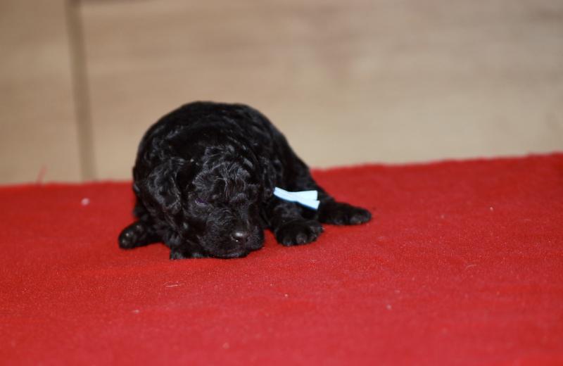 ZADATIS BISTRO Mâle Caniche