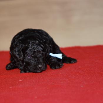 chiot Caniche Noir Elevage zadatis  caniche , teckel