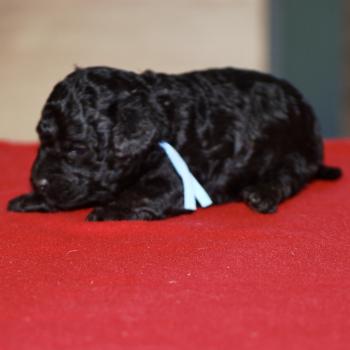 chiot Caniche Noir Elevage zadatis  caniche , teckel