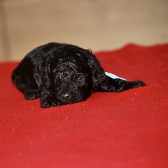 chiot Caniche Noir Elevage zadatis  caniche , teckel