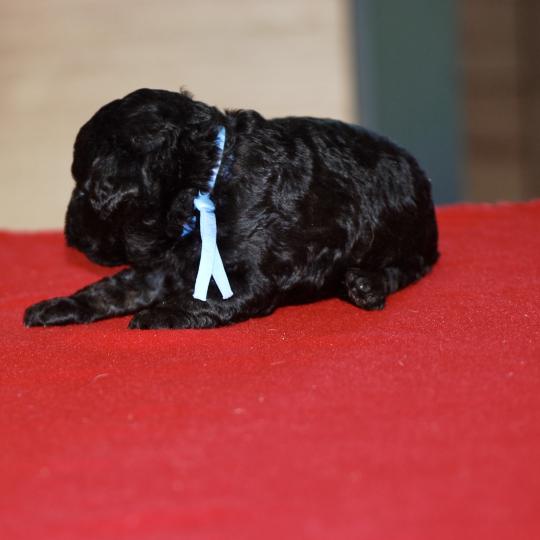 chiot Caniche Noir Elevage zadatis  caniche , teckel