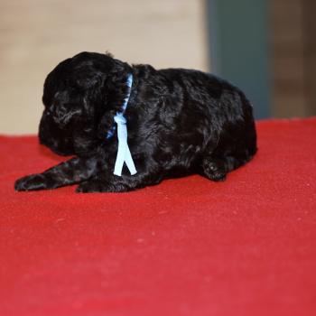 chiot Caniche Noir Elevage zadatis  caniche , teckel