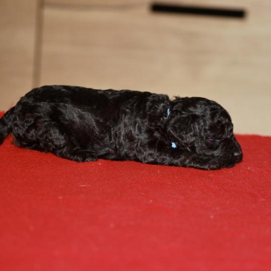 chiot Caniche Noir Elevage zadatis  caniche , teckel