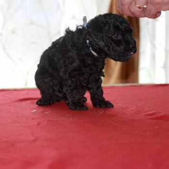 chiot Caniche Noir BISTRO Elevage zadatis  caniche , teckel