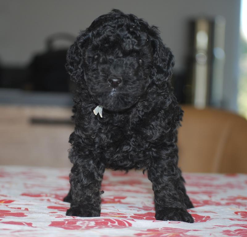 ZADATIS BISTRO Mâle Caniche