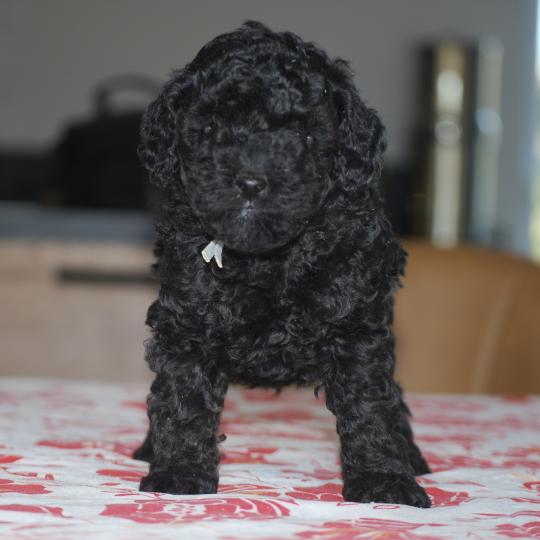 ZADATIS BISTRO Mâle Caniche