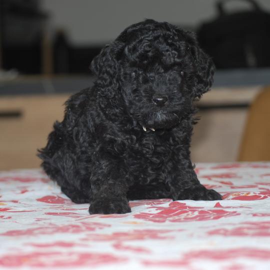 chiot Caniche Noir BISTRO Elevage zadatis  caniche , teckel