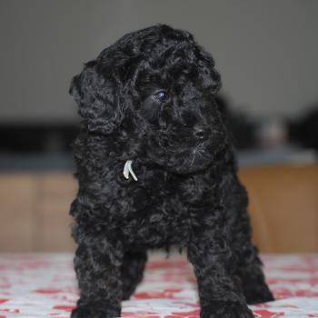 chiot Caniche Noir BISTRO Elevage zadatis  caniche , teckel