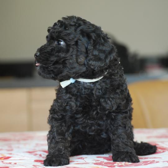 chiot Caniche Noir BISTRO Elevage zadatis  caniche , teckel