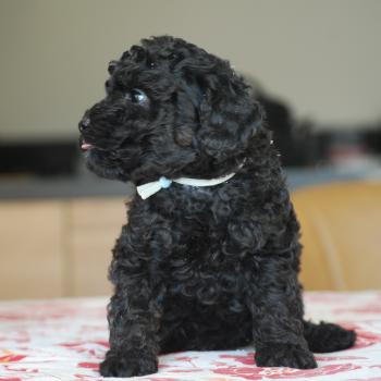chiot Caniche Noir BISTRO Elevage zadatis  caniche , teckel