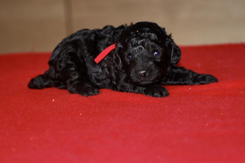 ZADATIS Bridget Femelle Caniche