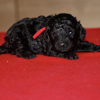 chiot Caniche Noire Elevage zadatis  caniche , teckel