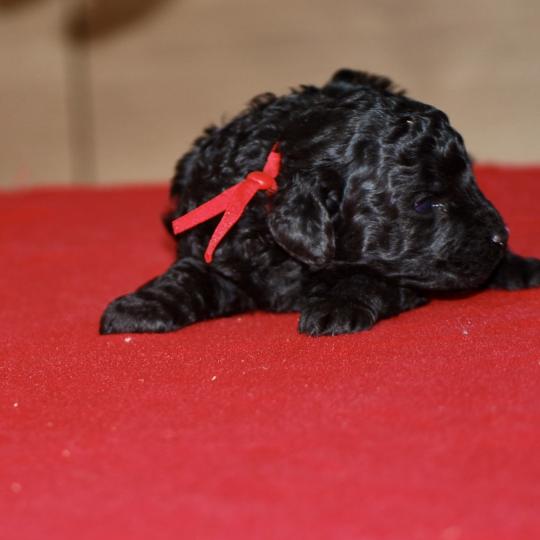 chiot Caniche Noire Bridget Elevage zadatis  caniche , teckel