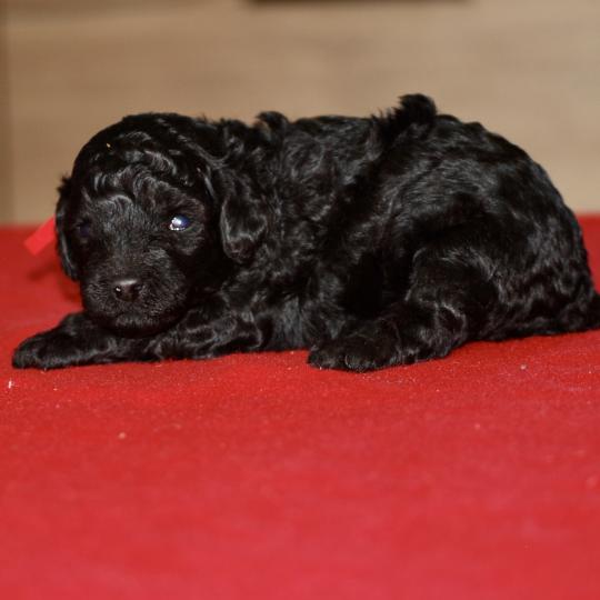 chiot Caniche Noire Bridget Elevage zadatis  caniche , teckel