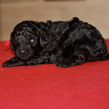 chiot Caniche Noire Bridget Elevage zadatis  caniche , teckel