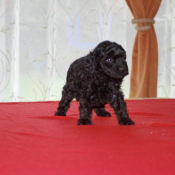 chiot Caniche Noire Bridget Elevage zadatis  caniche , teckel