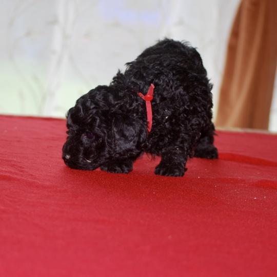 chiot Caniche Noire Bridget Elevage zadatis  caniche , teckel