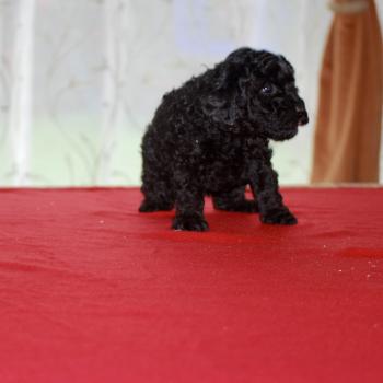 chiot Caniche Noire Bridget Elevage zadatis  caniche , teckel