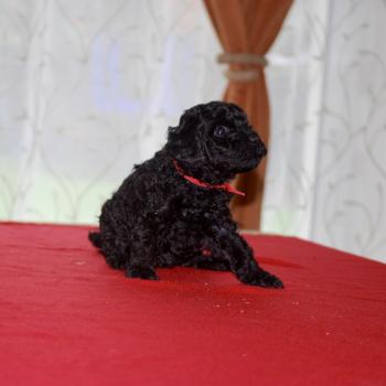 chiot Caniche Noire Bridget Elevage zadatis  caniche , teckel