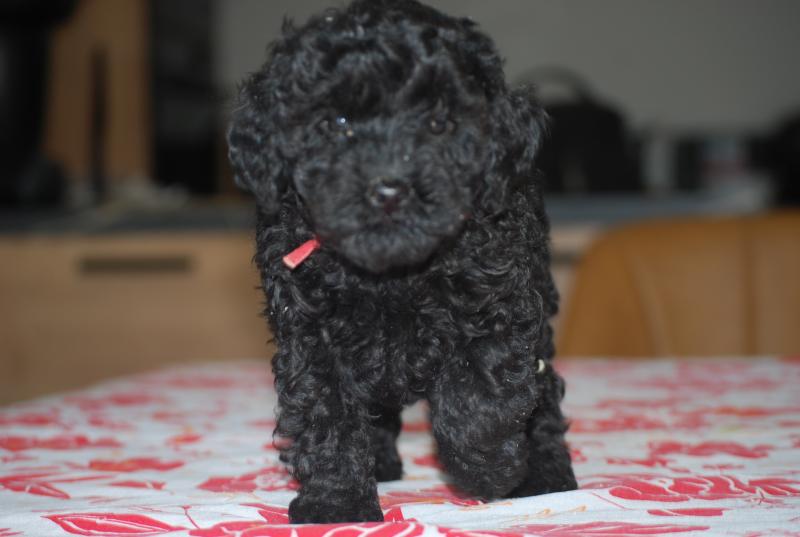 ZADATIS Bridget Femelle Caniche