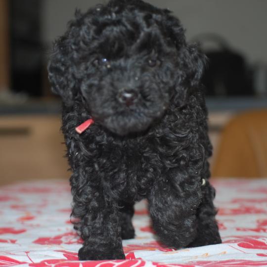 ZADATIS Bridget Femelle Caniche