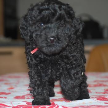 chiot Caniche Noire Bridget Elevage zadatis  caniche , teckel