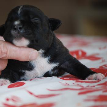 chiot Caniche Noire Bridget Elevage zadatis  caniche , teckel