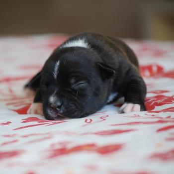 chiot Caniche Noire Bridget Elevage zadatis  caniche , teckel