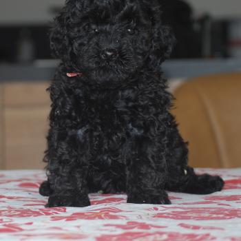 chiot Caniche Noire Bridget Elevage zadatis  caniche , teckel