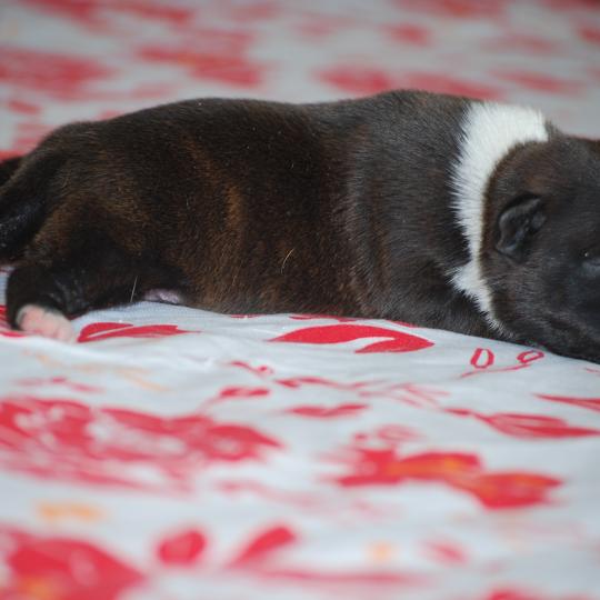 chiot Staffordshire bull terrier Bringé pan blanc Elevage zadatis  caniche , teckel