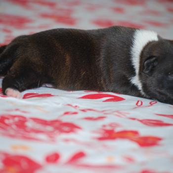 chiot Staffordshire bull terrier Bringé pan blanc Elevage zadatis  caniche , teckel