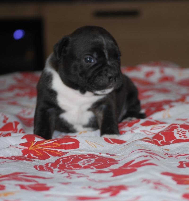 ZADATIS BASKO Mâle Staffordshire bull terrier